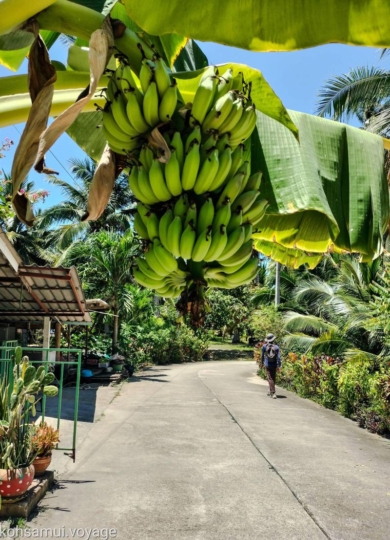 Koh Samui Authentic Escape: Hiking into the Island's Heart